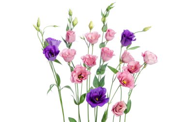 Beyaz arka plan üzerinde renkli eustoma çiçek