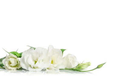 Güzel eustoma çiçek beyaz arka plan üzerinde izole ve ücretsiz 