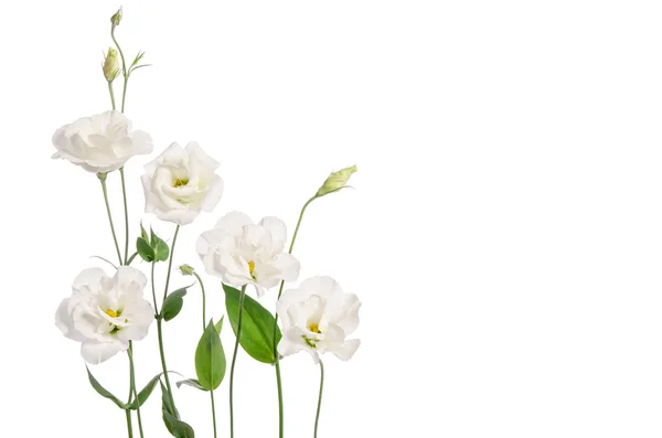 Eustoma όμορφα λουλούδια που απομονώνονται σε λευκό φόντο και δωρεάν — Φωτογραφία Αρχείου