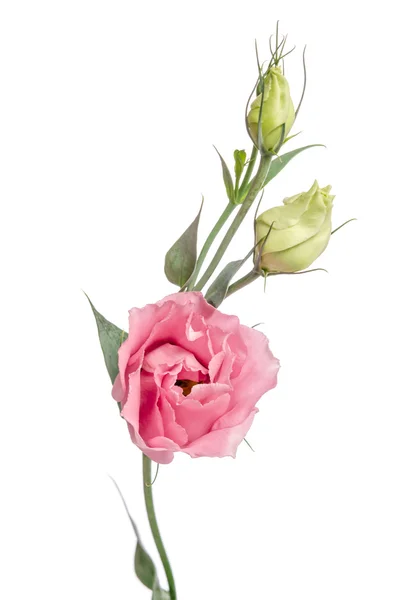 Beauty  pink flower with buds isolated on white. Eustoma — Stock Photo, Image