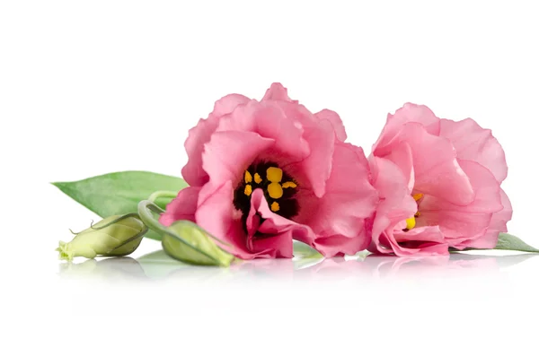 Hermosas flores de eustoma rosa aisladas sobre fondo blanco — Foto de Stock