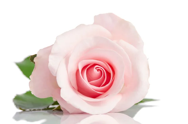 Krásná růžová jediné růže, vleže na bílém pozadí — Stock fotografie