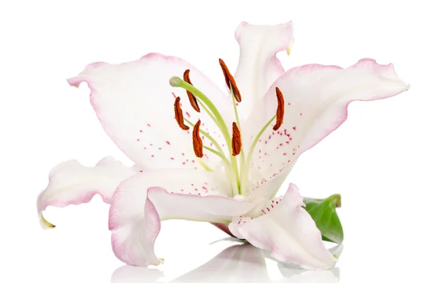 Beautiful lily flower isolated on white — Stock Photo, Image