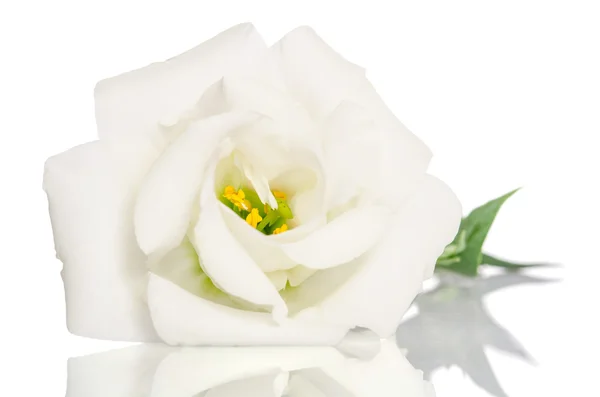 Bela flor branca com folhas sobre fundo branco. Eustoma — Fotografia de Stock