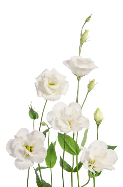 Bellissimi fiori di eustoma isolati su sfondo bianco — Foto Stock