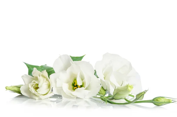 Fiori del eustoma bello isolati su priorità bassa bianca e gratuiti — Foto Stock