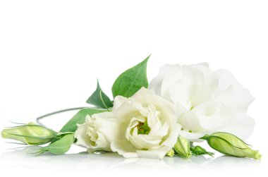 Beyaz arka plan üzerinde izole güzel beyaz eustoma çiçek