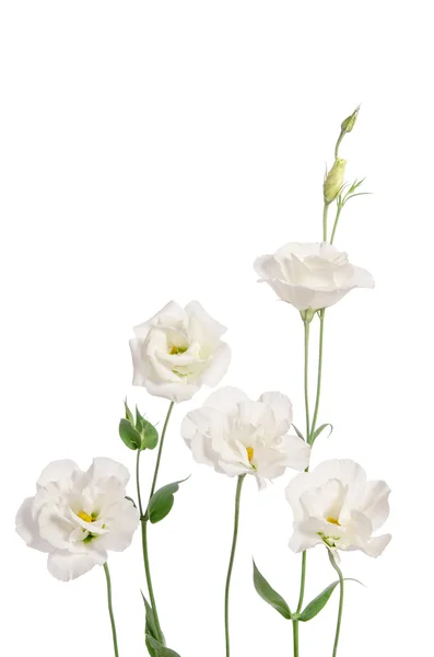 Bellissimi fiori di eustoma isolati su sfondo bianco — Foto Stock