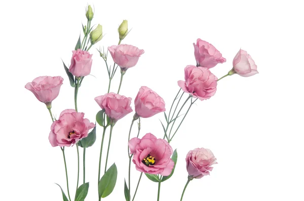 Bellissimi fiori di eustoma rosa isolati su sfondo bianco — Foto Stock