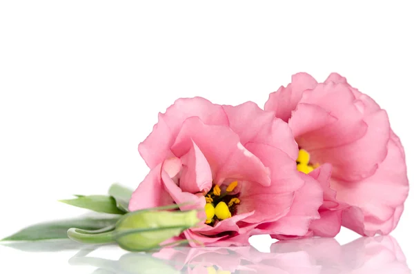 Beautiful pink eustoma flowers isolated on white background — Stock Photo, Image