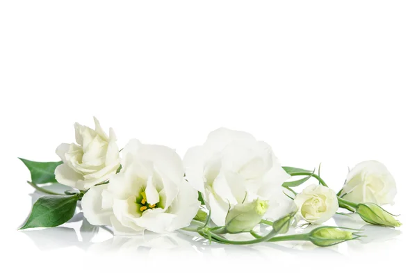 Mooie eustoma bloemen geïsoleerd op een witte achtergrond en gratis — Stockfoto