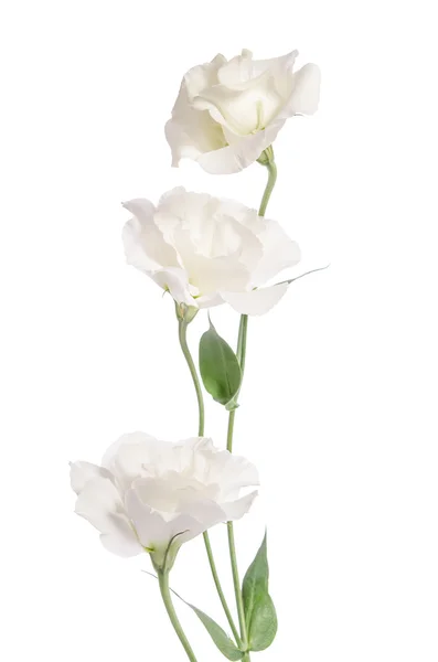 Beyaz izole güzellik beyaz çiçekler. Eustoma — Stok fotoğraf