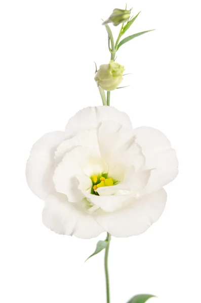 Bellezza fiore bianco isolato su bianco. Eustoma — Foto Stock
