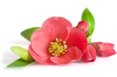 güzel pembe çiçek tomurcukları beyaz arka plan üzerinde