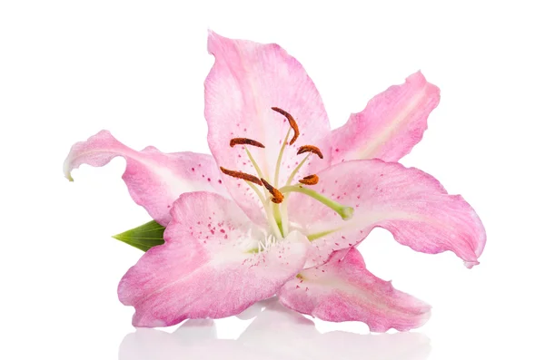 Flor de una sola lila aislada en blanco — Foto de Stock