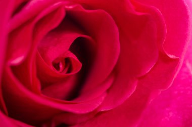 güzel kırmızı gül arka plan