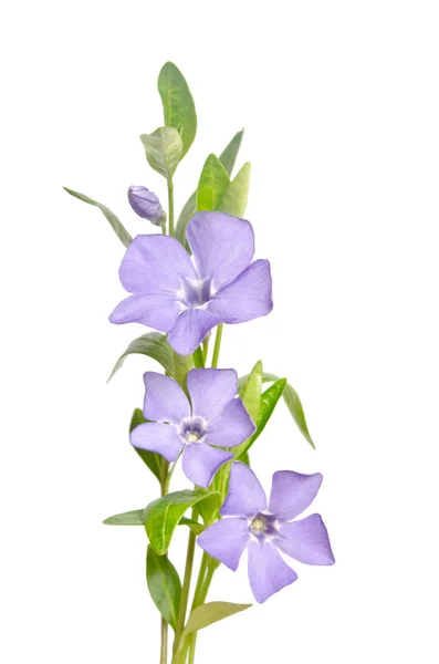 Beautiful blue flowers periwinkle on white background — Stock Photo, Image
