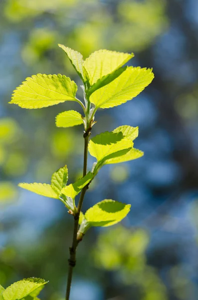 Jarní větve s mladými listy na přírodní pozadí — Stock fotografie
