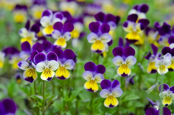 Pansies en un jardín de primavera — Foto de Stock