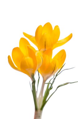 Çiğdem çiçek üzerinde beyaz izole 