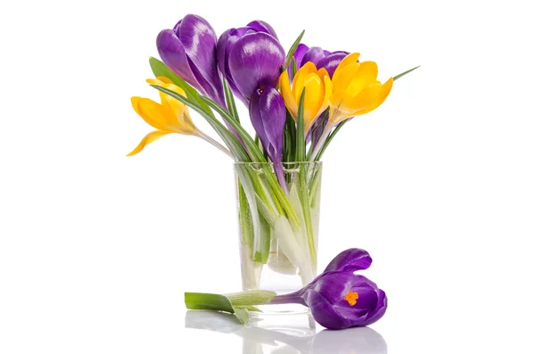 Bouquet from crocus flowers in vase isolated on white — Stock Photo, Image