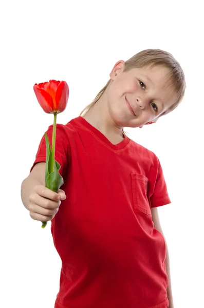 Junge hält rote Tulpe isoliert auf weißem Grund — Stockfoto