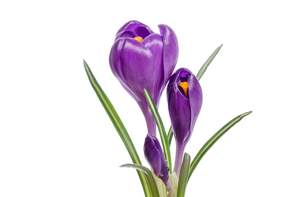 Crocus bloem geïsoleerd op wit — Stockfoto