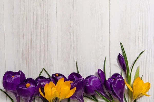 Crocus em fundo de madeira — Fotografia de Stock