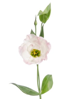 Güzellik lihgt Pembe çiçek üzerinde beyaz izole. Eustoma