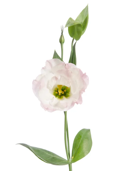 美容 lihgt ピンクの花は白で隔離。トルコギキョウ — ストック写真