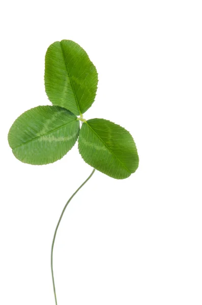 Tre-leaf clover för lycka isolerad på vit bakgrund — Stockfoto