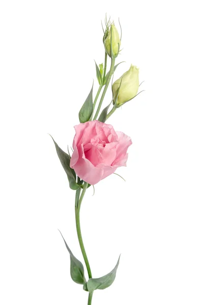 Beauty  pink flower with buds isolated on white. Eustoma — Stock Photo, Image