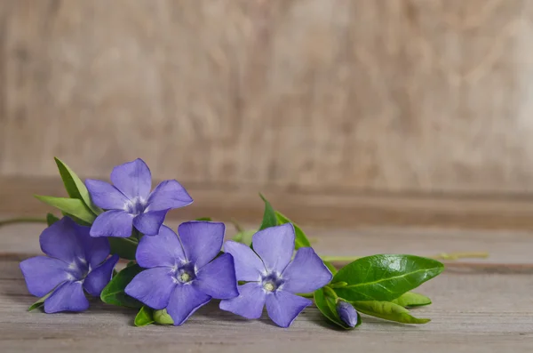 Hermosas flores azules periwinkle sobre fondo de madera — Foto de Stock