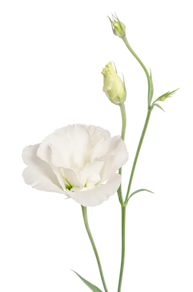 Güzellik beyaz çiçek üzerinde beyaz izole. Eustoma — Stok fotoğraf