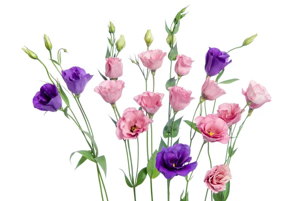 Flores coloridas de eustoma sobre fondo blanco — Foto de Stock