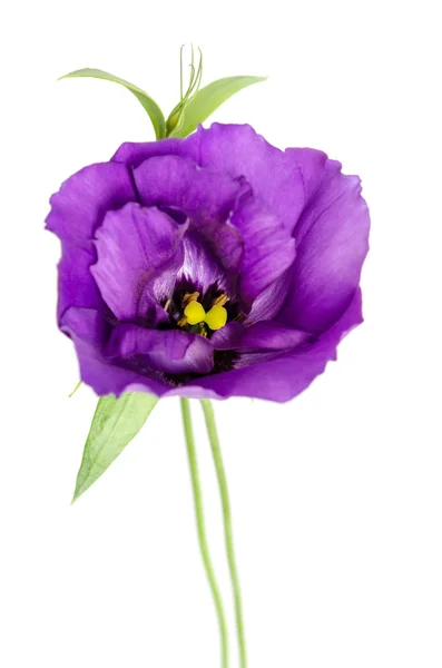 Beauty violet flower isolated on white. Eustoma — Stock Photo, Image