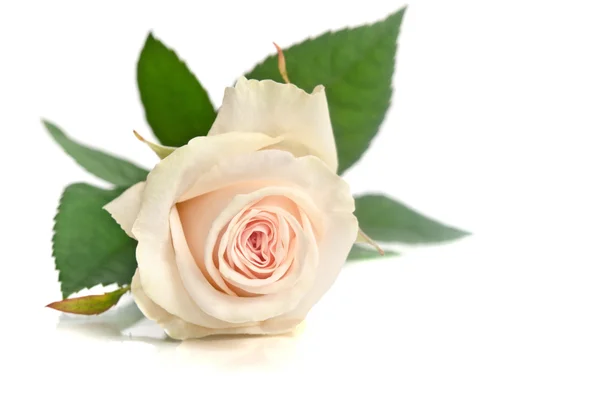 Schöne einzelne weiße Rose liegend auf weißem Hintergrund — Stockfoto