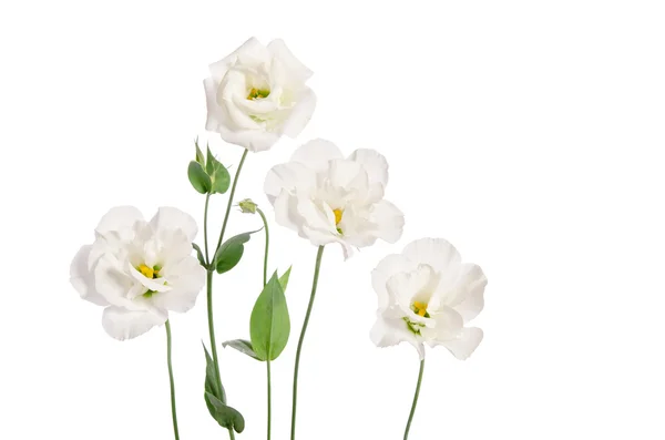 Красивые цветы эустомы изолированы на белом фоне — стоковое фото