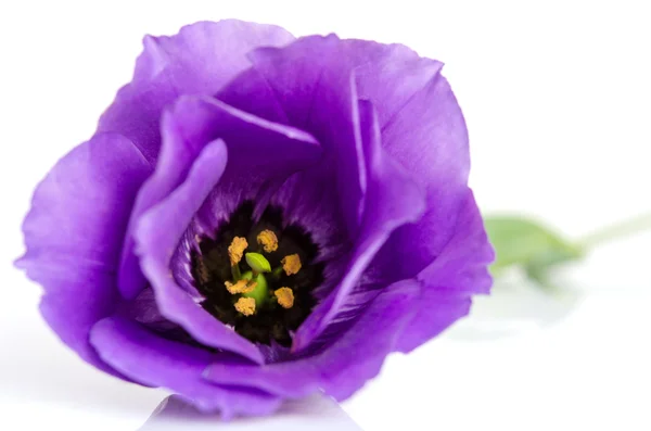 Красивый фиолетовый цветок эустомы изолированы на белом фоне — стоковое фото