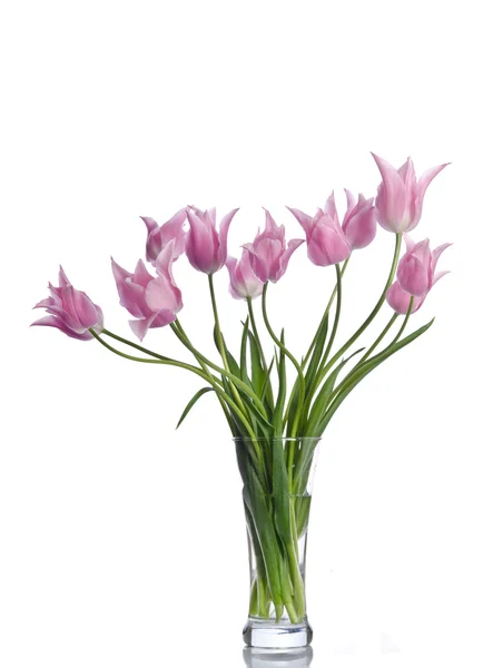 Belles tulipes roses isolées sur fond blanc — Photo