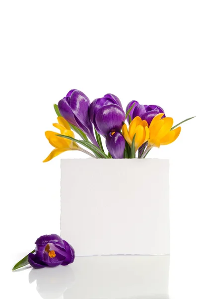 Bouquet from crocus flowers in vase  with empty card for your te — Stock Photo, Image