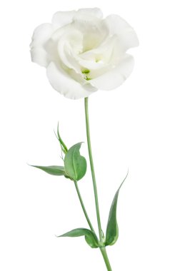 Güzellik beyaz çiçek üzerinde beyaz izole. Eustoma