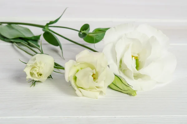 Eustoma krásné květy na bílém pozadí dřevěná — Stock fotografie