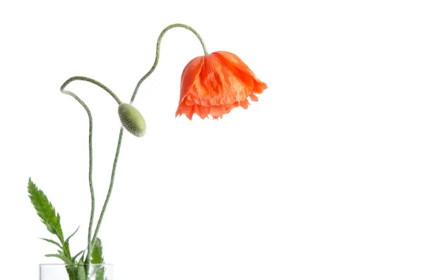 Red poppy isolated on white — Stock Photo, Image