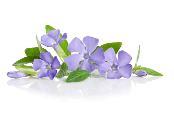 白色背景上的美丽的蓝色花朵长春 — 图库照片