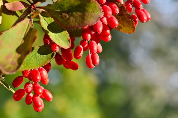 Red barberry berries on the tree — Stock Photo, Image