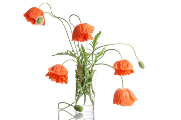 Bouquet de coquelicots dans un vase en verre isolé sur fond blanc — Photo