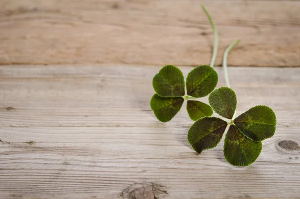 Two four-leaves clovers for good luck isolated on wooden backgro — Stock Photo, Image