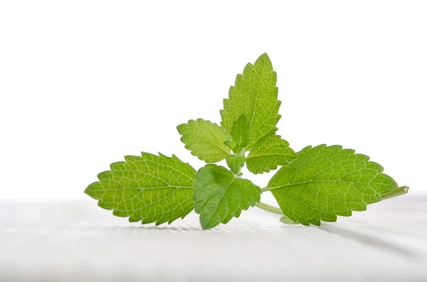 Mint hijau segar di meja kayu putih — Stok Foto