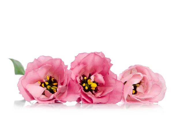 Hermosas flores de eustoma rosa aisladas sobre fondo blanco —  Fotos de Stock